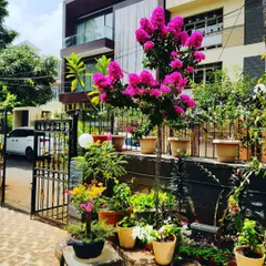 This magnificent bougainvillea tree shows the kind of spectacular color and bloom we aim for in our garden designs.