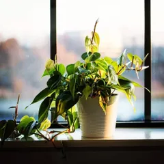 The Heartleaf Philodendron, also known as Pothos, is a versatile and forgiving plant. Its trailing vines look beautiful on a windowsill or hanging from a basket and it thrives even in low-light conditions.