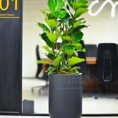 A tall Fiddle Leaf Fig in a modern, matte black planter makes a sophisticated statement outside this glass-walled boardroom. It’s a perfect example of how a single, well-placed specimen plant can elevate a corporate environment and add a touch of natural elegance.