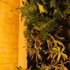 The warm lighting highlights the varied textures of this vertical garden, featuring lush ferns and trailing spider plants that create a dynamic and organic feel.