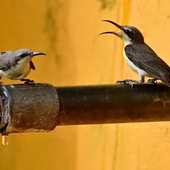 A Purple Sunbird chick begs for water from its parent at a leaking tap. In the height of the Indian summer, every drop counts, and no one knows this better than the birds.