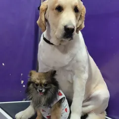 Making new friends at the salon. This Golden Retriever and Pomeranian became buddies during their visit.