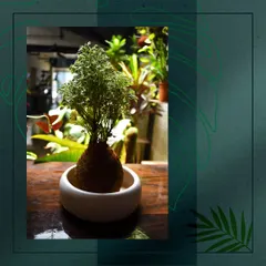 The finished product: a beautiful, miniature tree-like plant in an EcoBall, presented in a clean white ceramic dish. It's a perfect, stylish green accessory for any desk or tabletop.