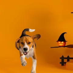 A beagle in flight! This fun, Halloween-themed action shot captures my own Scamp leaping with excitement. Even in a studio setup, we can create dynamic and playful images.