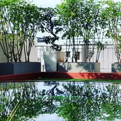 A moment of tranquility on a terrace project, where the reflection of Tabebuia trees and a sculpted bonsai is captured in a still water feature. This demonstrates my use of reflective surfaces to enhance the sense of space and serenity.