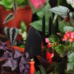 A close-up of our trowel and hand cultivator nestled among vibrant plants. This image captures the joy of gardening and shows how our tools are perfectly suited for working in pots and small garden beds.