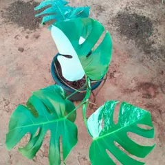 A stunning example of a Variegated Monstera, one of the most sought-after collector's plants we stock. The unique white patterns on its leaves make every plant a one-of-a-kind piece of living art.