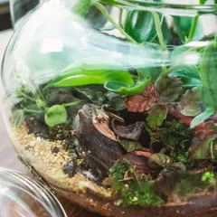 A macro shot of the interior of the teapot terrarium, revealing the different layers of soil, rock, and wood that make up the ecosystem.
