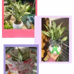This collage shows the gifting process: selecting a beautiful Aglaonema plant, potting it in a nice white pot, and placing it in a gift bag.