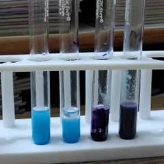 Look at those beautiful colors. In this experiment, we test for the presence of proteins in different food samples. The dramatic color change from blue to purple shows a positive result, making a complex concept easy to see.