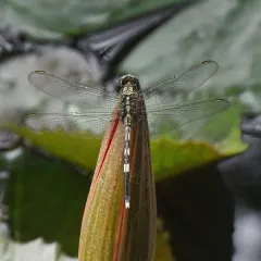 A dragonfly rests on a water lily bud at one of our site ponds. Dragonflies are not only beautiful but are also excellent indicators of good water quality and a healthy aquatic ecosystem.