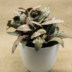 Another variety of the Cryptanthus plant, showing off its wavy, textured leaves with a different color pattern. These small but mighty plants add a lot of character to any indoor plant collection.