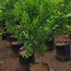 A healthy lemon tree sapling, ready to be planted. Enjoy the convenience of growing your own fresh lemons at home.