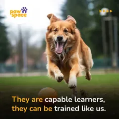 A happy, active dog is a well-trained dog. We believe that dogs are incredibly capable learners, and our training methods use positive reinforcement to make learning fun and effective, just like this golden retriever joyfully chasing a ball.