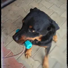 This is a memorial for my dear foster, a gentle Rottweiler who loved toys and kittens. His story is a reminder that some dogs wait a long time for a home that never comes, but their lives are still filled with love and meaning. Every dog's journey teaches us something.