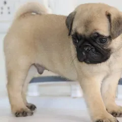 This male Pug puppy is healthy, genuine, and has his vaccination on record. Pugs make wonderful, loving companions with big personalities.