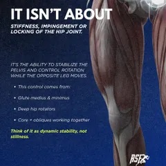 Hip stability isn't about stiffness; it's the ability to control the pelvis while the opposite leg moves. This dynamic control comes from the gluteus medius and minimus, deep hip rotators, and core working together.
