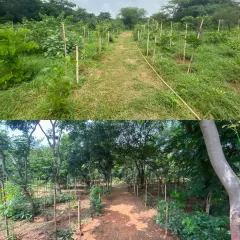 A look at our Jaunapur City Forest, showing its journey. The top image shows the early stages of growth, while the bottom shows the established forest path today. This is a living example of how consistent care helps nature create a dense, green canopy.