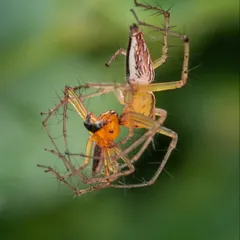A lynx spider has captured its prey, another smaller spider. This is a dramatic moment of predation in the macro world. The photo shows the intricate, spiny legs of the hunter and the unfortunate fate of its meal.