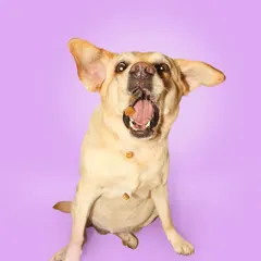 Those floppy ears flying in the air are everything! This is another fantastic action shot of Bella mid-catch. These photos always make me so happy.
