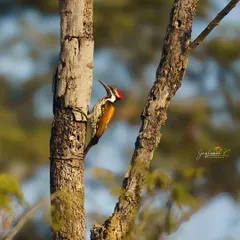 A Black-rumped Flameback woodpecker clings to the side of a tree trunk. This is a classic environmental portrait of a woodpecker at work.