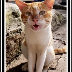 An expressive shot of a street cat mid-meow. Capturing these fleeting moments is what makes pet photography so rewarding, showing the animal's personality and communication.