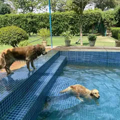 One dog swims while another waits eagerly by the steps. Our pool is designed with easy entry and exit points, making it safe and accessible for dogs of all confidence levels.