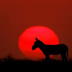 The iconic Indian Wild Ass, locally known as the Khur, silhouetted against a blazing red sunset in the Little Rann of Kutch. This is the shot every photographer hopes for on my Kutch tours.