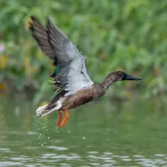 A Northern Shoveler taking off from the water, with droplets splashing around it. Freezing this motion with a fast shutter speed is a key technique we practice.