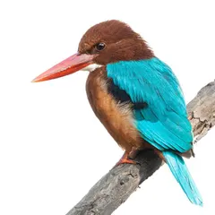 This White Throated Kingfisher in Sultanpur National Park was so cooperative. The bright, distant background allowed me to overexpose the shot in-camera, creating a perfect white canvas that makes its turquoise and brown feathers pop.