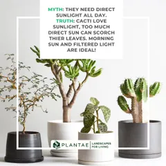 Myth: Cacti need direct sun all day. Truth: While they love light, too much intense sun can scorch their leaves. Morning sun and bright, filtered light are often ideal for healthy growth.