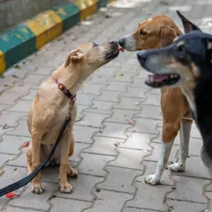 Socializing a puppy means introducing them to new friends in a positive way. Here, my foster pup Kadhali is greeting some friendly neighborhood street dogs. These interactions, when managed correctly, are crucial for building a confident, well-adjusted dog.