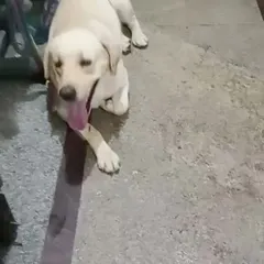 The same lost Labrador, resting after being brought to safety. We use our network to spread alerts for missing dogs like him, increasing the chances of a happy reunion with his family.
