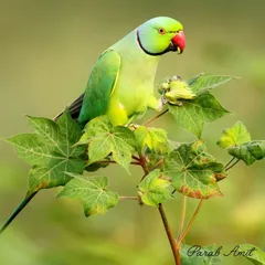 A Rose-ringed Parakeet perches gracefully on a cotton tree. This image captures the simple, everyday beauty of a familiar friend, its vivid colors a joy to behold.