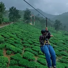 Ziplining over the lush tea gardens in Wayanad. It's an adrenaline rush with an incredible view!
