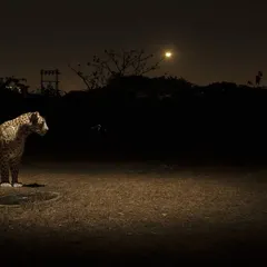 Luna stands regally under a setting moon, a powerful silhouette against the night sky. I have documented her entire life, from a cub to a mother raising her own young, teaching them to adapt to the sounds and lights of Mumbai.