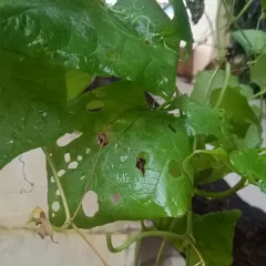 Another example of snail damage on a vine leaf. Learning to read these signs early is a key skill for any home gardener, helping you protect your plants before an infestation gets out of control.