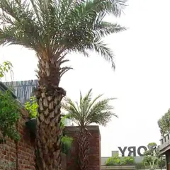 This project at Pub Factory in Gurgaon involved adding greenery to their rooftop and outdoor areas, using large date palms, topiary trees, and wall-mounted planters to create a rustic, green ambiance.