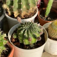 A close-up of one of my cacti, showing new buds forming. It's exciting to see them getting ready to flower. Proper sun exposure and watering are key to encouraging blooms.