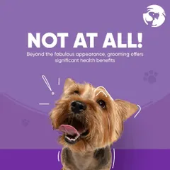 Not at all. Beyond the fabulous appearance, professional grooming offers significant health benefits, from preventing skin infections to early detection of potential issues.