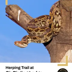 An Indian Rock Python coiled on a tree branch, showcasing its beautiful pattern. Our expert-led herping walks at Gir Birding Lodge focus on finding and identifying such incredible reptiles.