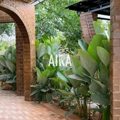 Lush, large-leafed plants thrive alongside a brick walkway and arched colonnade. This image shows a follow-up visit to an old project, demonstrating the longevity of my sustainable designs.