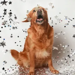 Let the celebrations begin! This golden retriever is having a blast as star-shaped confetti rains down around him. These action shots are full of energy and capture the pure excitement of a party.