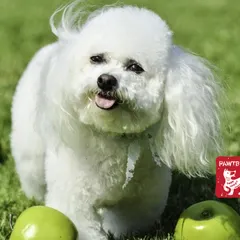 Raw apples are a wonderful, crunchy snack that helps clean your dog's teeth and freshen their breath. Remember to slice them up and remove the core and seeds.