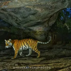 A tigress prowling under the "Sita Mandap," a natural stone arc in Bandhavgarh. This camera trap image places the magnificent animal within its legendary landscape, a shot featured in my coffee table book "Bandhavgarh, A Fortress of Tiger."