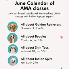 Announcing our free AMA calendar for June. This month, we covered Golden Retrievers, Beagles, Shih Tzus, and the Indian Spitz with our expert trainers.