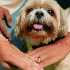 A heartwarming detail shot featuring the couple's hands, their engagement rings, and their adorable dog. This is a perfect way to include the whole family in your special announcement.
