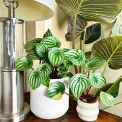 The Peperomia 'Watermelon' gets its name from its stunning leaves that look just like the rind of a watermelon. It's a compact plant, perfect for desks and shelves.