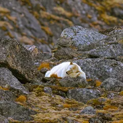A bear in paradise. I found this polar bear sleeping peacefully among the rocks, a moment of pure tranquility in the otherwise harsh Arctic environment. It’s a reminder of the quiet, beautiful moments that exist even in the planet's most extreme locations.