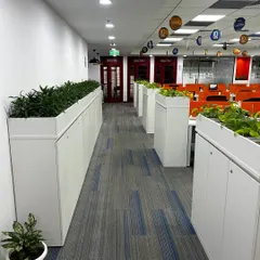 For larger offices, greenery can act as a natural and beautiful divider. In this project for Protiviti, I installed long rows of planters to line the corridors, transforming a simple walkway into a refreshing green path that improves the entire office environment.